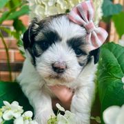 Jade - Brindle and white female Mal-Shi puppy in Morehead, Kentucky from Paw Perfect Pets