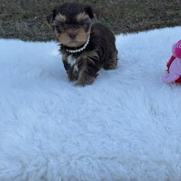 Cocoa Bean 1.9 Pounds - Chocolate and tan male Yorkshire Terrier puppy in Naples, Florida from 🤎 Dreaming Puppies 🐶