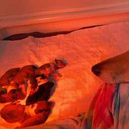 Collie Puppies from Vintage Collies