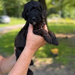 Dawn - Black female Poodle puppy in St. Johnsbury, Vermont from Poodles of the Northern Woods