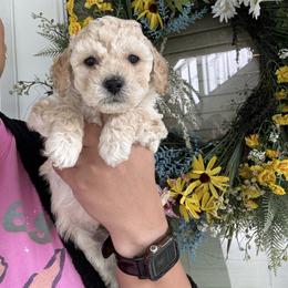 Dan - Cream male Poodle puppy in Stafford, Virginia from Morris Doodles Virginia