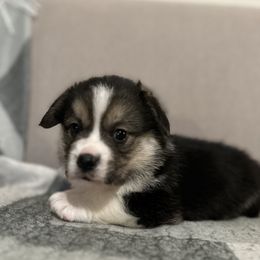 German Shepherd and Pembroke Welsh Corgi Puppies from Top Shepherd Perlez