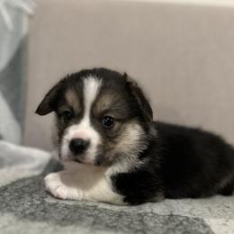 German Shepherd and Pembroke Welsh Corgi Puppies from Top Shepherd Perlez
