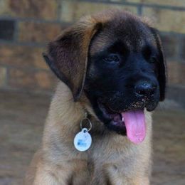 Mastiff Puppies from Mastiffs of Middle Earth
