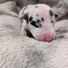 Gray Collar Harlequin female - Harlequin female Great Dane puppy in Brooksville, Florida from Follow My Lead Great Danes