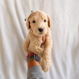 Bliss - Apricot female Goldendoodle puppy in Glendale, Arizona from CocoLove Doodles