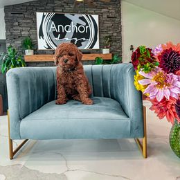 I N D I G O - Teddy Bear - baby boy - Red  male Goldendoodle puppy in Pleasant View, Utah from Anchor Dogs