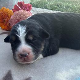 Adorable Boy 2-Black Tri - Black tri-color male Australian Shepherd puppy in Mayfield, Kentucky from Hamilton Farms