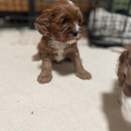 Cavalier King Charles Spaniel and Cavapoo Puppies from Larisa's Cavaliers