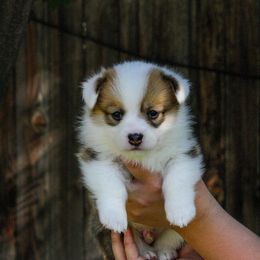 Boy 3 - Red Pembroke Welsh Corgi puppy in Idaho from Blue Sky Corgis