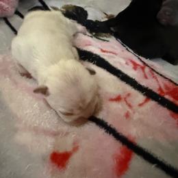Cream with OFA Parents - Cream female French Bulldog puppy in Billings, Montana from Yellowstone Frenchies