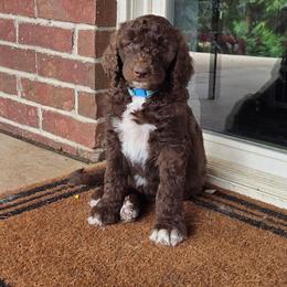 Duke - blue collar - Brown male Bernedoodle puppy in Aurora, Colorado from Simply Amazing Doodles