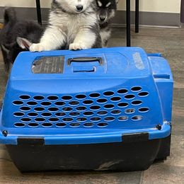 Ramen noodles - Black tan and white Siberian Husky puppy in Udall, Kansas from Arctic Circle Kennels