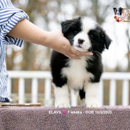 ELAVIL - Black and white female Border Collie puppy in Bryantown, Maryland from Bellaclan Border Collies