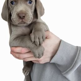 Weimaraner Puppies from Mavericks Night Weimaraners