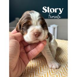 Story - Liver white and tan female English Springer Spaniel puppy in Tupalo, Mississippi from Butterfield Trail Farm