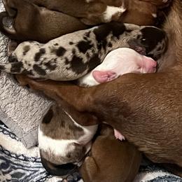Dachshund Puppies from Witchy Woman’s Wiener’s