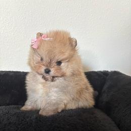 Tiny - Orange sable female Pomeranian puppy in Rockledge, Florida from Skye pomeranians