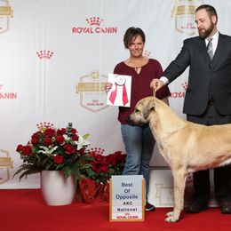 Anatolian Shepherd Dogs from Rising Phoenix Farm