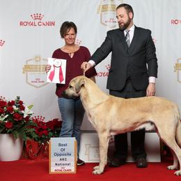 Anatolian Shepherd Dogs from Rising Phoenix Farm