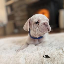 Otto - Cream male French Bulldog puppy in Hudsonville, Michigan from Willow Farm