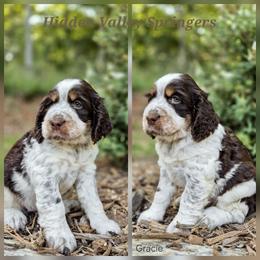 Gracie - Tri-Roan female English Springer Spaniel puppy in Westminster, South Carolina from Hidden Valley Springers
