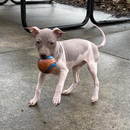 Fresca - White and chocolate female American Hairless Terrier puppy in Buckingham, Illinois from Gaus Hof
