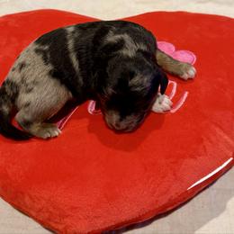 Casanova - Blue merle male Aussiedoodle puppy in Grants Pass, Oregon from Woodwind Miniatures