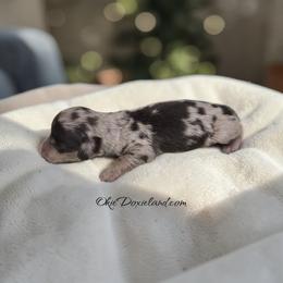 Marni - Chocolate and cream female Dachshund puppy in Oklahoma City, Oklahoma from OkieDoxieland Dachshunds