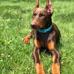 Doberman Pinscher Puppies from Jensen Dobermans