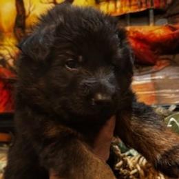 Borys - Black and red male German Shepherd puppy in Snohomish, Washington from Wataha Shepherds