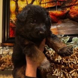 Borys - Black and red male German Shepherd puppy in Snohomish, Washington from Wataha Shepherds