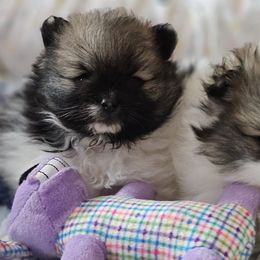 Pomeranian Puppies from ADKPOM Adirondack Pomeranians