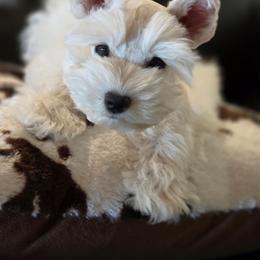 Batman - White male Miniature Schnauzer puppy in Indianola, Utah from Mlee puppies
