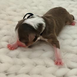 Rad - Blue Collar - Red tri-color male Australian Shepherd puppy in San Marcos, California from Faith Family Freedom Farm