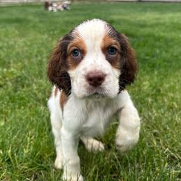 Cooper - Liver white and tan male English Springer Spaniel puppy in Coeur D'alene, Idaho from Springer Hollow