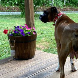 Phoebe - Boxer