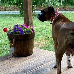 Phoebe - Boxer