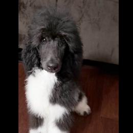 Gingerbread (Brown Collar) - Parti male Poodle puppy in League City, Texas from Chauffeured Poodles