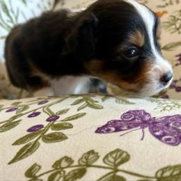 (Mister) Saturday Night Special - Black tri-color male Australian Shepherd puppy in Alamogordo, New Mexico from Two Nichols Aussies