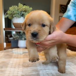 Aqua girl - Golden female Golden Retriever puppy in Macy, Indiana from Macy Golden Meadows