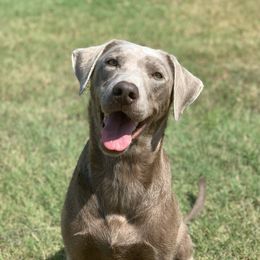 GeeBee  - Labrador Retriever