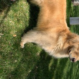 Chrissy - Golden Retriever