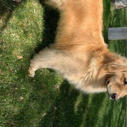 Chrissy - Golden Retriever