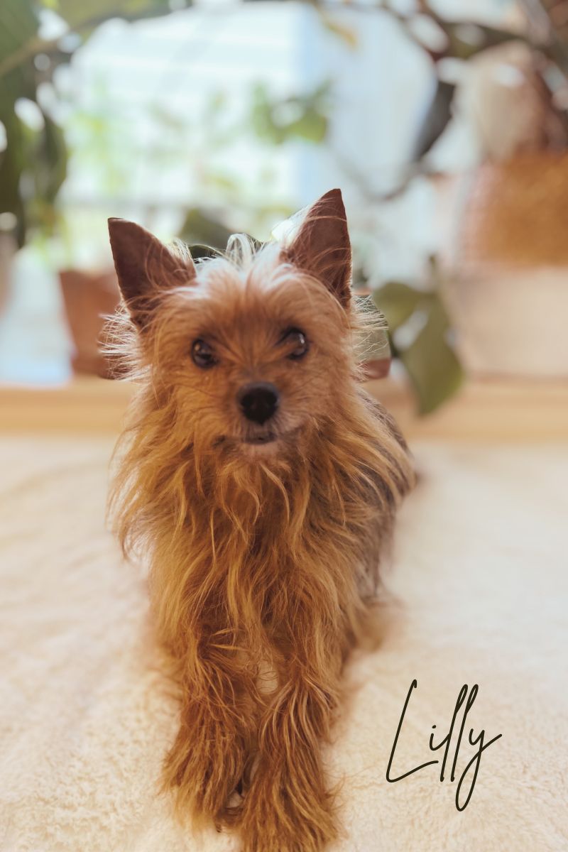 Yellow House Yorkies in South Carolina Yorkshire Terrier puppies
