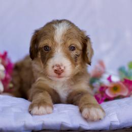 Denali - Brown female Bernedoodle puppy in Queen Creek, Arizona from Dulcito Doodles