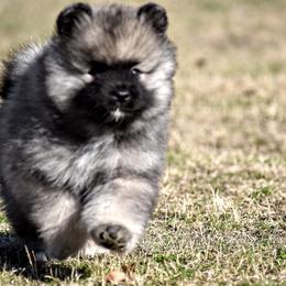 Keeshond Puppies from Anna Boehringer