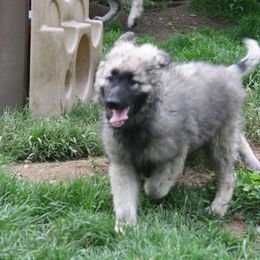Shiloh Shepherd Puppies from Solace Shilohs