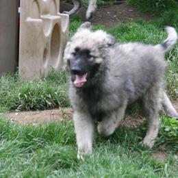Shiloh Shepherd Puppies from Solace Shilohs