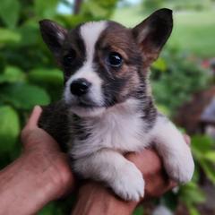 Acorn - Sable female Pembroke Welsh Corgi puppy in Sidney, Ohio from Cozy Corgi Ranch